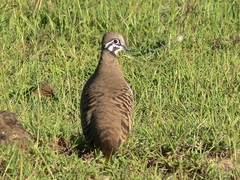 Geophaps scripta