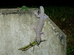 Oedura tryoni