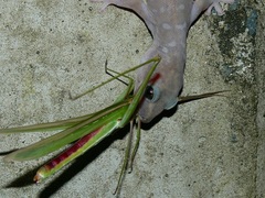 Oedura tryoni