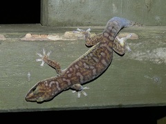 Oedura tryoni