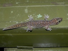 Oedura tryoni