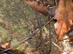 Saproscincus eungellensis