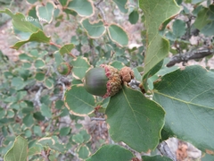 Quercus potosina