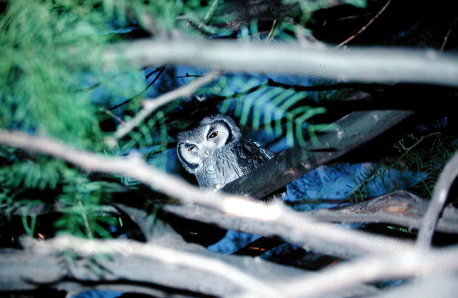 Southern White-faced Owl illustration