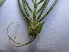 Psoralea floccosa