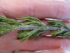 Psoralea floccosa