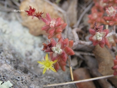 Sedum pacense