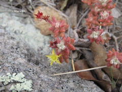 Sedum pacense
