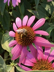 Svastra obliqua expurgata