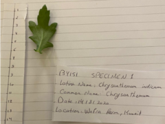 Chrysanthemum morifolium