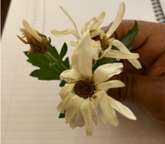 Chrysanthemum morifolium