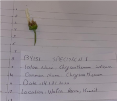 Chrysanthemum morifolium