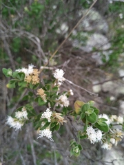 Ageratina calaminthifolia