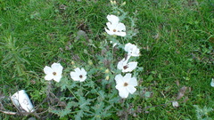 Argemone platyceras