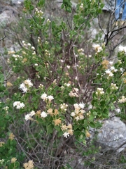 Ageratina calaminthifolia