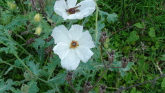 Argemone platyceras