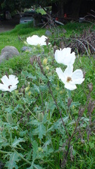 Argemone platyceras