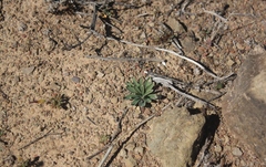 Gethyllis roggeveldensis