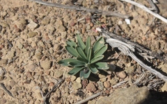 Gethyllis roggeveldensis