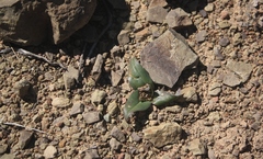Colchicum cuspidatum