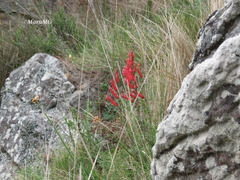 Lamourouxia rhinanthifolia