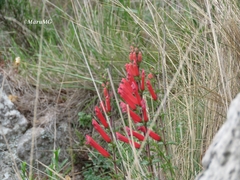 Lamourouxia rhinanthifolia