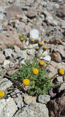 Erigeron compositus