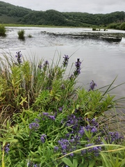Lobelia sessilifolia