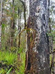 Dracophyllum elegantissimum