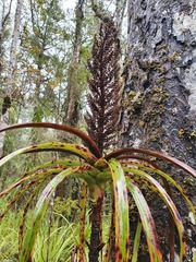 Dracophyllum elegantissimum