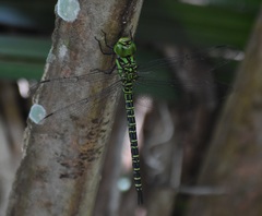 Coryphaeschna ingens
