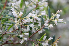 Styphelia leptospermoides