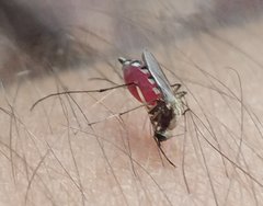 Aedes infirmatus