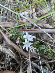 Philotheca buxifolia