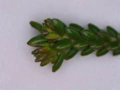 Erica viridiflora viridiflora