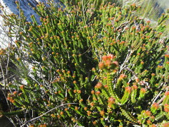 Erica viridiflora viridiflora