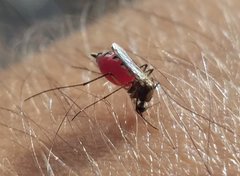 Aedes infirmatus