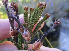 Erica viridiflora viridiflora