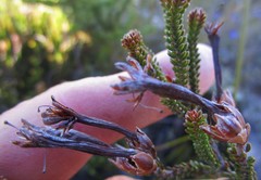 Erica viridiflora viridiflora