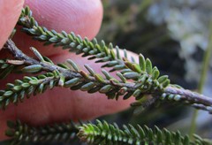 Erica viridiflora viridiflora