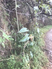 Gonolobus uniflorus
