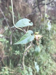 Gonolobus uniflorus