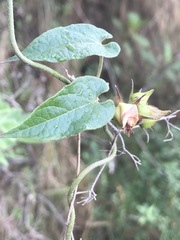 Gonolobus uniflorus