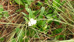 Lithospermum distichum