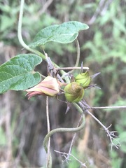 Gonolobus uniflorus