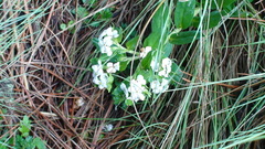Lithospermum distichum