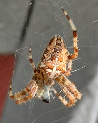 Araneus diadematus