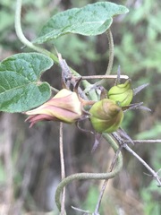 Gonolobus uniflorus