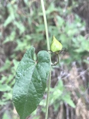 Gonolobus uniflorus