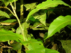 Dendrophidion dendrophis